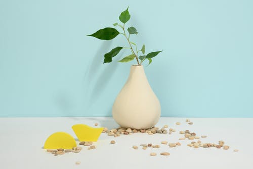 圆青椒的功效与作用