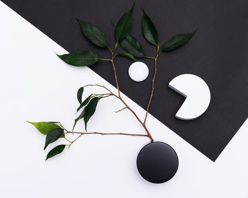 刀鳅鱼的功效与作用